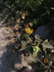 Abutilon dugesii