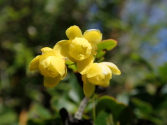 Berberis morrisonensis