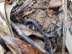 Gymnophiona