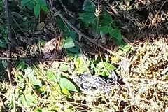 Varanus salvator bivittatus