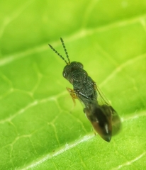 Eurytomidae