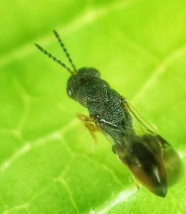 Eurytomidae