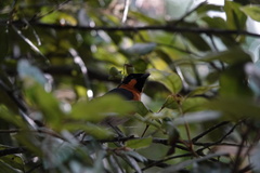 Symposiachrus trivirgatus