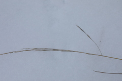 Lolium giganteum