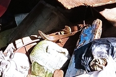 Eutropis multifasciata