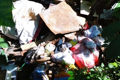 Eutropis multifasciata