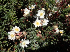 Rosa transmorrisonensis