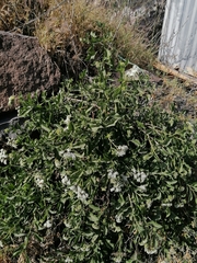 Tournefortia mutabilis