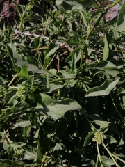 Tournefortia mutabilis