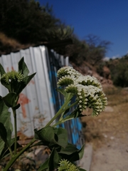 Tournefortia mutabilis