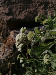 Tournefortia mutabilis