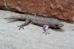 Hemidactylus frenatus