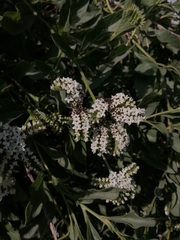 Tournefortia mutabilis