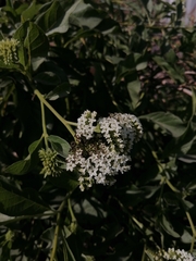 Tournefortia mutabilis