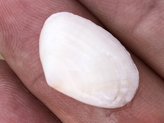 Tellinoidea