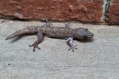 Hemidactylus frenatus