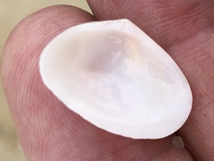Tellinoidea