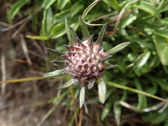 Scabiosa lacerifolia