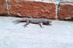 Hemidactylus frenatus