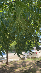 Azadirachta indica