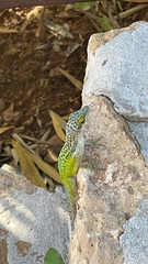 Anolis leachii