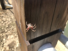 Hortophora