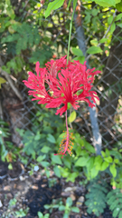 Hibiscus schizopetalus
