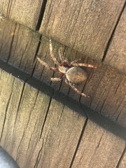 Hortophora