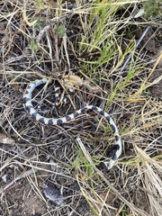 Homoroselaps lacteus