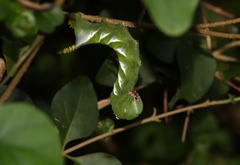 Psilogramma discistriga