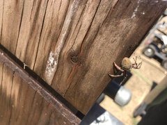 Hortophora
