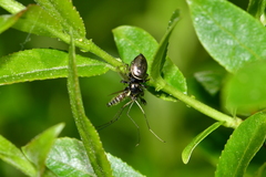 Heliophanus