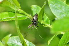 Heliophanus