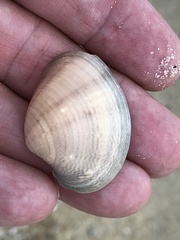 Veneridae