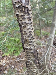 Biscogniauxia marginata