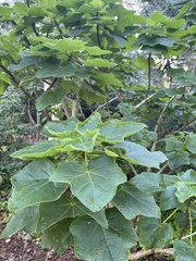Uncarina grandidieri