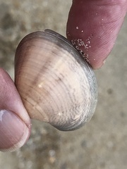 Veneridae