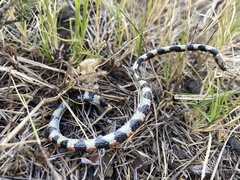 Homoroselaps lacteus