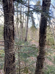 Biscogniauxia marginata