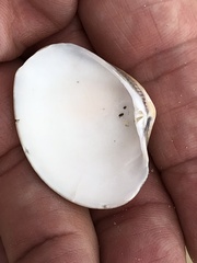Veneridae