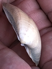 Veneridae