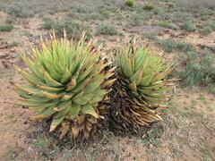Aloe broomii