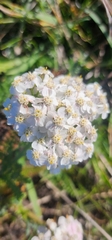 Achillea millefolium