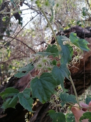 Clematis grossa