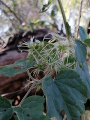 Clematis grossa