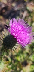 Cirsium vulgare