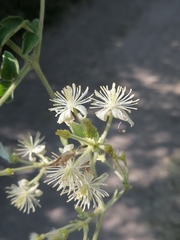 Clematis grossa