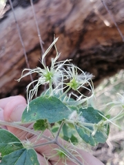 Clematis grossa