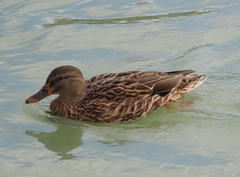 Anas platyrhynchos