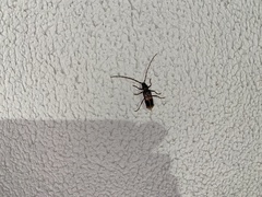 Phoracantha semipunctata